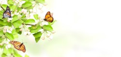 Fotobehang Bloemen van appelboom en vlinders_190320734_ds
